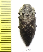 Capnodis tenebrionis  Russia, Volgograd reg. - INSECTS-STORE.RU