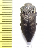 Capnodis tenebrionis  Russia, Volgograd reg. - INSECTS-STORE.RU