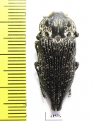 Capnodis excisa  Uzbekistan - INSECTS-STORE.RU