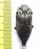 Capnodis excisa  Uzbekistan - INSECTS-STORE.RU