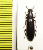 Boridae, Boros schneideri  Russia, Tver reg. - INSECTS-STORE.RU