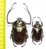Cheirotonus perakanus, pair  Malaysia  65mm - INSECTS-STORE.RU