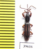 Brentidae sp.  South Africa Rep. - INSECTS-STORE.RU