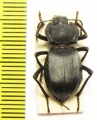 Cyphogenia lucifuga  Azerbaijan - INSECTS-STORE.RU