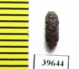 Buprestidae sp.  South Africa Rep. - INSECTS-STORE.RU