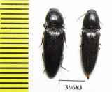 Elateridae sp.  South Africa Rep.   - INSECTS-STORE.RU