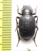 Sternoplax bogatschevi  Uzbekistan - INSECTS-STORE.RU