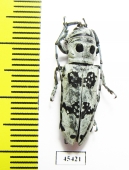 Rhaphidopsis melaleuca  Zambia - INSECTS-STORE.RU