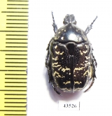 Protaetia brevitarsis crassa  Kazakhstan - INSECTS-STORE.RU