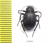 Lasiostola zarjanovi  Kazakhstan - INSECTS-STORE.RU