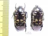 Protaetia brevitarsis crassa, pair  Kazakhstan - INSECTS-STORE.RU