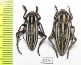 Dorcadion kapchagaicum, pair  Kazakhstan - INSECTS-STORE.RU