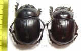 Synapsis tmolus, pair  Kazakhstan - INSECTS-STORE.RU