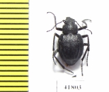 Lasiostola laticollis  Uzbekistan - INSECTS-STORE.RU