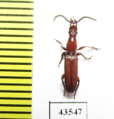 Brentidae sp.  South Africa Rep. - INSECTS-STORE.RU