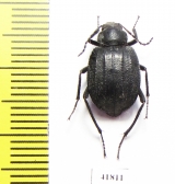 Allotadzhikistania comata  Tajikistan - INSECTS-STORE.RU