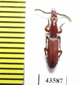 Brentidae sp.  South Africa Rep. - INSECTS-STORE.RU