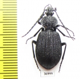 Carabidae sp.  Zambia - INSECTS-STORE.RU