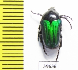 Leucocelis sp.  South Africa Rep. - INSECTS-STORE.RU