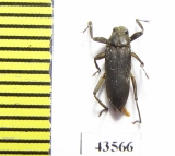 Elmidae sp.  South Africa Rep. - INSECTS-STORE.RU