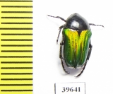 Leucocelis sp.  South Africa Rep. - INSECTS-STORE.RU