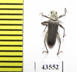 Elmidae sp.  South Africa Rep. - INSECTS-STORE.RU