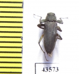 Elmidae sp.  South Africa Rep. - INSECTS-STORE.RU