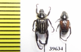 Hopliini sp., pair  South Africa Rep. - INSECTS-STORE.RU