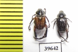 Hopliini sp., pair  South Africa Rep. - INSECTS-STORE.RU
