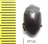 Monomma sp.  South Africa Rep. - INSECTS-STORE.RU