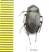 Lasiostola amseli  Afghanistan - INSECTS-STORE.RU