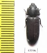 Trogossitidae sp.  South Africa Rep. - INSECTS-STORE.RU