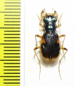 Megacephala bostocki, female  Australia - INSECTS-STORE.RU