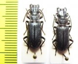 Carabidae sp.  Indonesia, Papua - INSECTS-STORE.RU