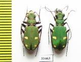 Cicindela asiatica, pair  Iran, Golestan prov. - INSECTS-STORE.RU