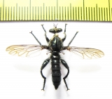 Asilidae sp.  Philippines - INSECTS-STORE.RU