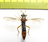 Diptera sp.  South Africa Rep. - INSECTS-STORE.RU