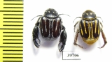 Hopliini sp., pair  South Africa Rep. - INSECTS-STORE.RU