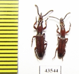 Brentidae sp., pair  South Africa Rep. - INSECTS-STORE.RU