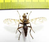 Diptera sp.  South Africa Rep. - INSECTS-STORE.RU