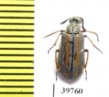 Meloidae sp.  South Africa Rep. - INSECTS-STORE.RU