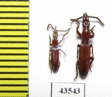 Brentidae sp., pair  South Africa Rep. - INSECTS-STORE.RU