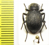 Lasiostola zarjanovi  Kazakhstan - INSECTS-STORE.RU