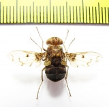 Diptera sp.  Madagascar - INSECTS-STORE.RU