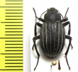 Lasiostola pubescens  Kazakhstan - INSECTS-STORE.RU