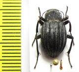 Lasiostola pubescens  Kazakhstan - INSECTS-STORE.RU