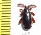 Paussinae sp.  South Africa Rep. - INSECTS-STORE.RU