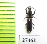 Rhyzodiastes bipunctatus  Solomon isls. - INSECTS-STORE.RU