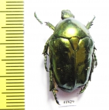 Protaetia mandschuriensis  Russia, Far East - INSECTS-STORE.RU