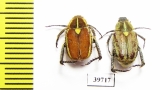 Hopliini sp., pair  South Africa Rep. - INSECTS-STORE.RU